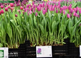Tulipa Purple Flag (1)